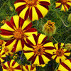 marigold232